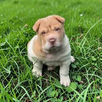 Leo Lilac flower brush mini, a male Chinese Shar-Pei and Miniature Shar-Pei for sale in Pine Bush, NY – 9 of 10