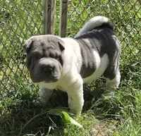 Blue boy , a female Chinese Shar-Pei and Miniature Shar-Pei for sale in Pine Bush, NY – 2 of 6