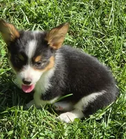 Muffin , a female Pembroke Welsh Corgi for sale in Pine Bush, NY – 7 of 10