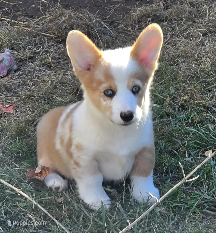 Beautiful Bentley  – Pembroke Welsh Corgi puppy for sale in Pine Bush, NY
