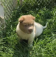 Logan mini lilac flower bear , a male Chinese Shar-Pei and Miniature Shar-Pei for sale in Pine Bush, NY – 6 of 9