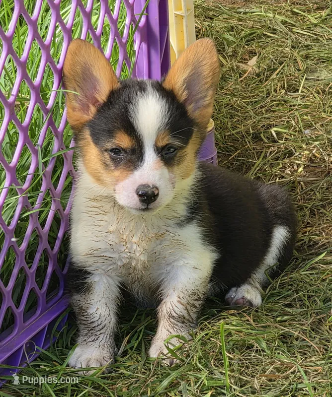 Raina  – Pembroke Welsh Corgi puppy for sale in Pine Bush, NY