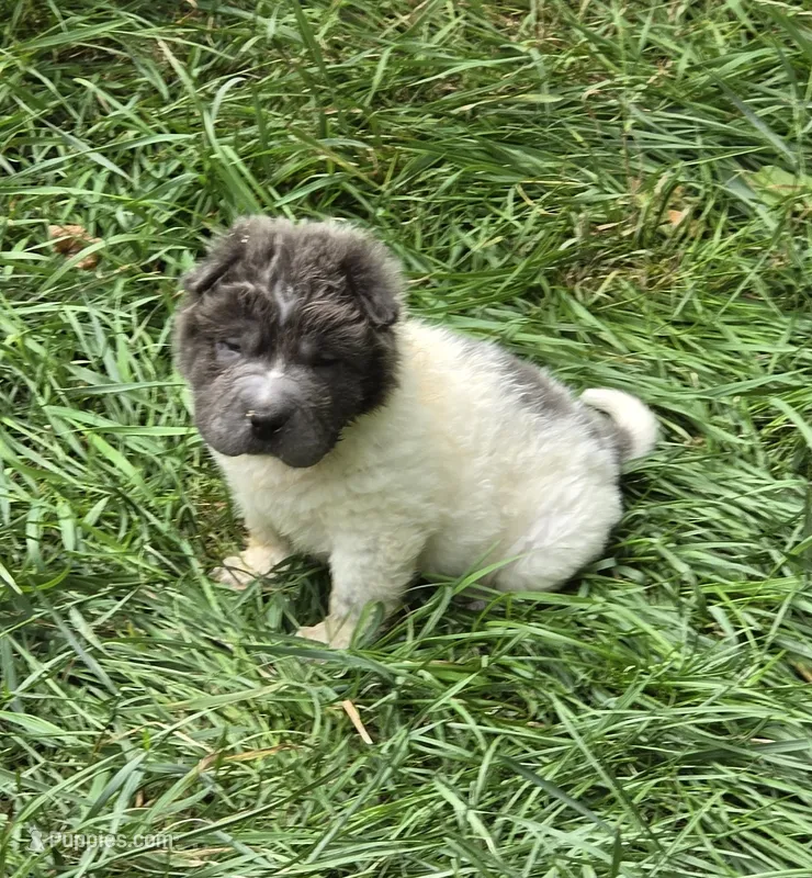 Tiny Tom blue flower bear mini  – Chinese Shar-Pei, Miniature Shar-Pei puppy for sale in Pine Bush, NY