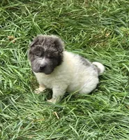 Tiny Tom blue flower bear mini , a male Chinese Shar-Pei and Miniature Shar-Pei for sale in Pine Bush, NY – 1 of 10