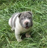 Travis Blue flower bear coat mini , a male Chinese Shar-Pei and Miniature Shar-Pei for sale in Pine Bush, NY – 6 of 10