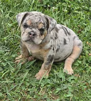 Tinsel lilac and tan merle , a female English Bulldog for sale in Pine Bush, NY – 9 of 10