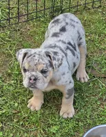 Tinsel blue and tan merle , a female English Bulldog for sale in Pine Bush, NY – 3 of 10
