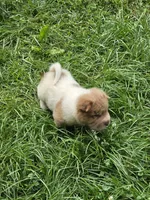 Logan mini lilac flower bear , a male Chinese Shar-Pei and Miniature Shar-Pei for sale in Pine Bush, NY – 9 of 9