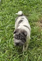 Tina Blue flower mini brush, a female Chinese Shar-Pei and Miniature Shar-Pei for sale in Pine Bush, NY – 7 of 10