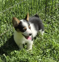Oreo girl , a female Pembroke Welsh Corgi for sale in Pine Bush, NY – 8 of 10
