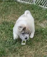 Nova blue merle flower bear , a female Chinese Shar-Pei and Miniature Shar-Pei for sale in Pine Bush, NY – 6 of 10