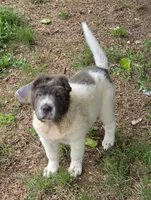 Tabitha blue flower bear mini , a female Chinese Shar-Pei and Miniature Shar-Pei for sale in Pine Bush, NY – 9 of 10