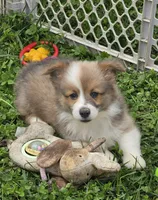 Dazzling Danny, a male Pembroke Welsh Corgi for sale in Pine Bush, NY – 2 of 10