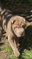 Lyla , a female Chinese Shar-Pei and Miniature Shar-Pei for sale in Pine Bush, NY – 6 of 10