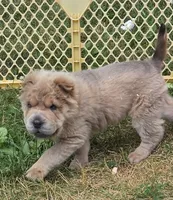 Roman, a male Chinese Shar-Pei and Miniature Shar-Pei for sale in Pine Bush, NY – 3 of 10