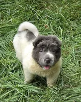 Tara blue flower bear coat mini , a female Chinese Shar-Pei and Miniature Shar-Pei for sale in Pine Bush, NY – 8 of 10