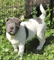 Blueberry mini flower , a female Chinese Shar-Pei and Miniature Shar-Pei for sale in Pine Bush, NY – 7 of 8