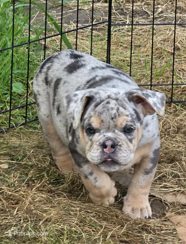 Tinsel lilac and tan merle  – English Bulldog puppy for sale in Pine Bush, NY