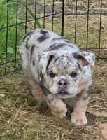 Tinsel blue and tan merle , a female English Bulldog for sale in Pine Bush, NY – 1 of 10