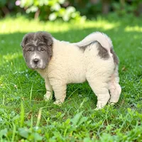 Tabitha blue flower bear mini , a female Chinese Shar-Pei and Miniature Shar-Pei for sale in Pine Bush, NY – 3 of 10