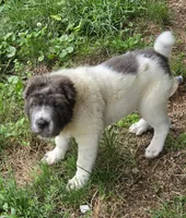 Tabitha blue flower bear mini , a female Chinese Shar-Pei and Miniature Shar-Pei for sale in Pine Bush, NY – 8 of 10