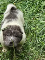Tiny Tom blue flower bear mini , a male Chinese Shar-Pei and Miniature Shar-Pei for sale in Pine Bush, NY – 7 of 10