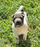 Blueberry mini flower , a female Chinese Shar-Pei and Miniature Shar-Pei for sale in Pine Bush, NY – 4 of 8