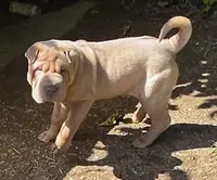 Larry, a male Chinese Shar-Pei and Miniature Shar-Pei for sale in Pine Bush, NY – 2 of 10