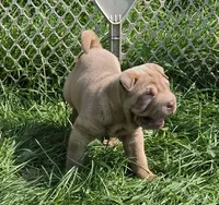 Larry, a male Chinese Shar-Pei and Miniature Shar-Pei for sale in Pine Bush, NY – 3 of 10