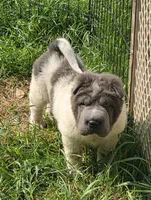 Tiny Tom blue flower bear mini , a male Chinese Shar-Pei and Miniature Shar-Pei for sale in Pine Bush, NY – 4 of 10