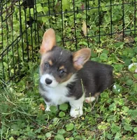 Lynx the low rider , a male Pembroke Welsh Corgi for sale in Pine Bush, NY – 4 of 10