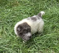 Tiny Tom blue flower bear mini , a male Chinese Shar-Pei and Miniature Shar-Pei for sale in Pine Bush, NY – 9 of 10