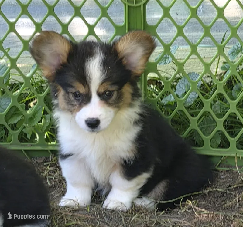 Muffin the fluffy  – Pembroke Welsh Corgi puppy for sale in Pine Bush, NY