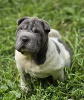 Tina Blue flower mini brush, a female Chinese Shar-Pei and Miniature Shar-Pei for sale in Pine Bush, NY – 3 of 10