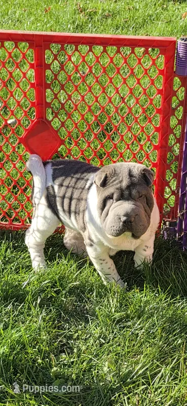 Blue boy  – Chinese Shar-Pei, Miniature Shar-Pei puppy for sale in Pine Bush, NY