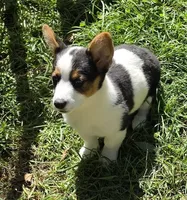 Oreo girl , a female Pembroke Welsh Corgi for sale in Pine Bush, NY – 4 of 10