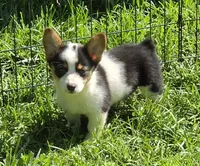 Oreo girl , a female Pembroke Welsh Corgi for sale in Pine Bush, NY – 6 of 10