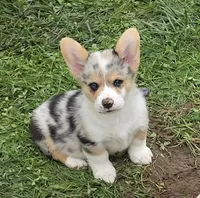 Stunning Stanley , a male Pembroke Welsh Corgi for sale in Pine Bush, NY – 2 of 9