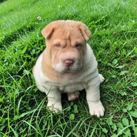 Leo Lilac flower brush mini, a male Chinese Shar-Pei and Miniature Shar-Pei for sale in Pine Bush, NY – 10 of 10