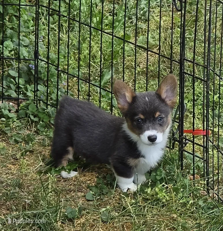 Lynx the low rider  – Pembroke Welsh Corgi puppy for sale in Pine Bush, NY
