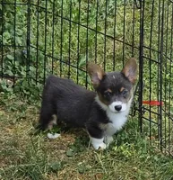 Lynx the low rider , a male Pembroke Welsh Corgi for sale in Pine Bush, NY – 1 of 10