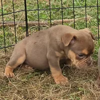Tinkabelle chocolate and tan , a female English Bulldog for sale in Pine Bush, NY – 4 of 5