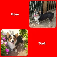 Oreo girl , a female Pembroke Welsh Corgi for sale in Pine Bush, NY – 10 of 10