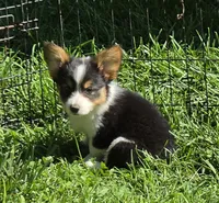 Muffin , a female Pembroke Welsh Corgi for sale in Pine Bush, NY – 4 of 10