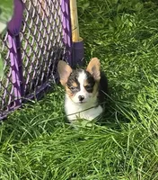 Raina , a female Pembroke Welsh Corgi for sale in Pine Bush, NY – 5 of 10