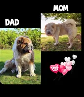 Roman, a male Chinese Shar-Pei and Miniature Shar-Pei for sale in Pine Bush, NY – 10 of 10