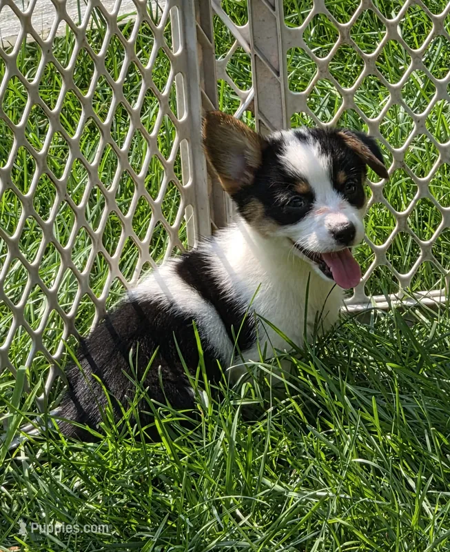 Oreo girl  – Pembroke Welsh Corgi puppy for sale in Pine Bush, NY