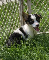 Oreo girl , a female Pembroke Welsh Corgi for sale in Pine Bush, NY – 1 of 10