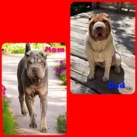 Larry, a male Chinese Shar-Pei and Miniature Shar-Pei for sale in Pine Bush, NY – 10 of 10