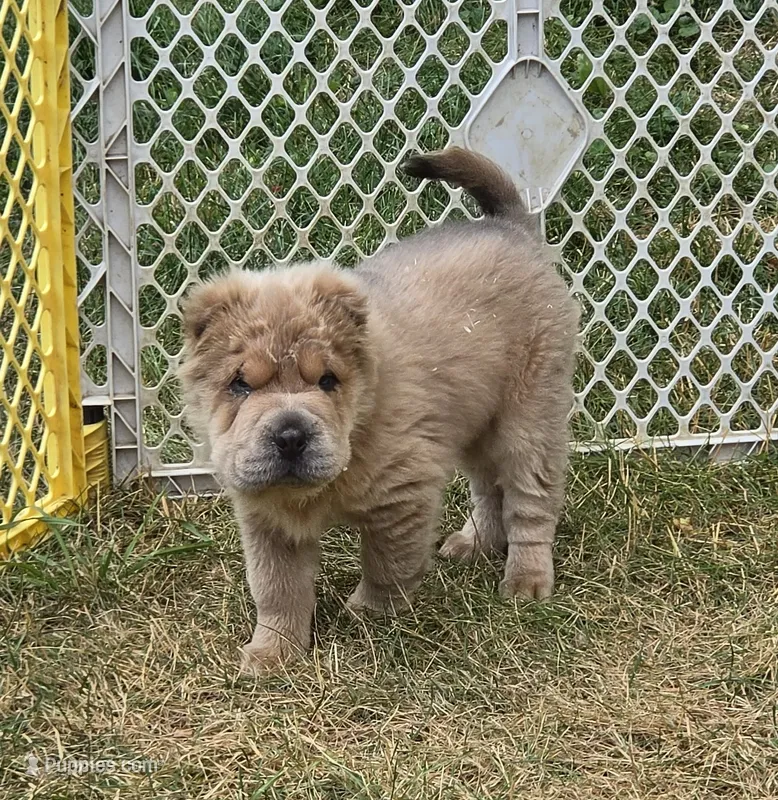 Roman – Chinese Shar-Pei, Miniature Shar-Pei puppy for sale in Pine Bush, NY